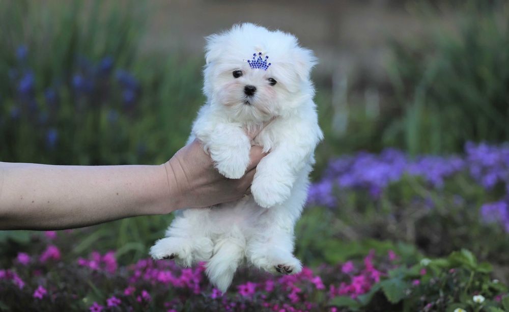 Мальтезе Корея КСУ