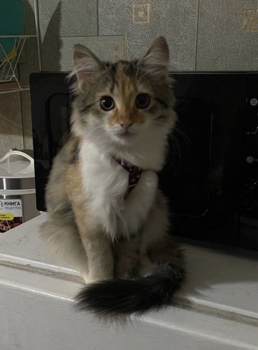 Отдам кошку в добрые руки