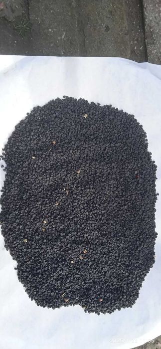 Продам Насіння цибулі (чорнушка). Сорт Чоботарський червоний.