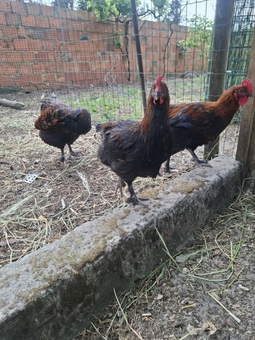 Aves de raça de várias idades