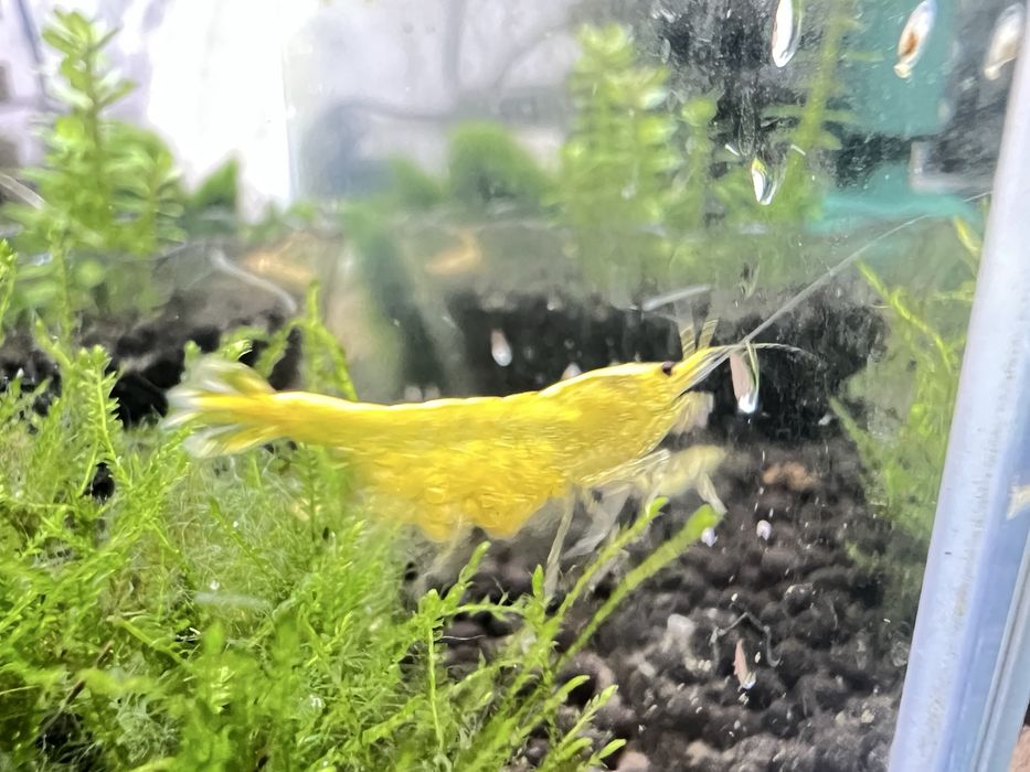 Neocaridina Yellow Golden Back