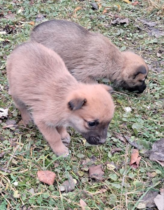 7 милих цуценят шукають люблячий дім
