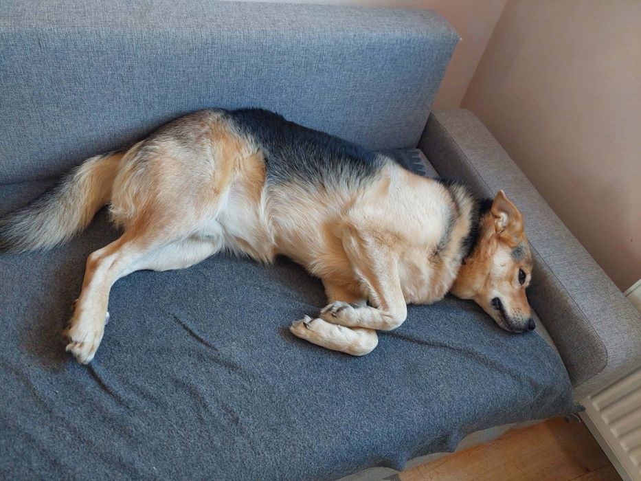 Podaruj dom dla psa w potrzebie