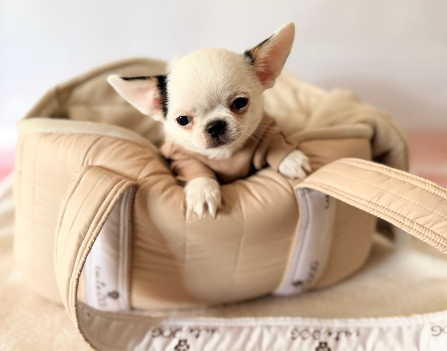 ***Gotowy do odbioru cudny chłopczyk chihuahua***