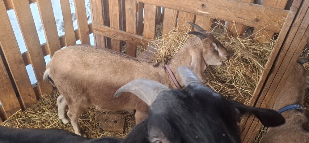 Англонубійскі кози, ярочки 1 рік  86 та 92.25%