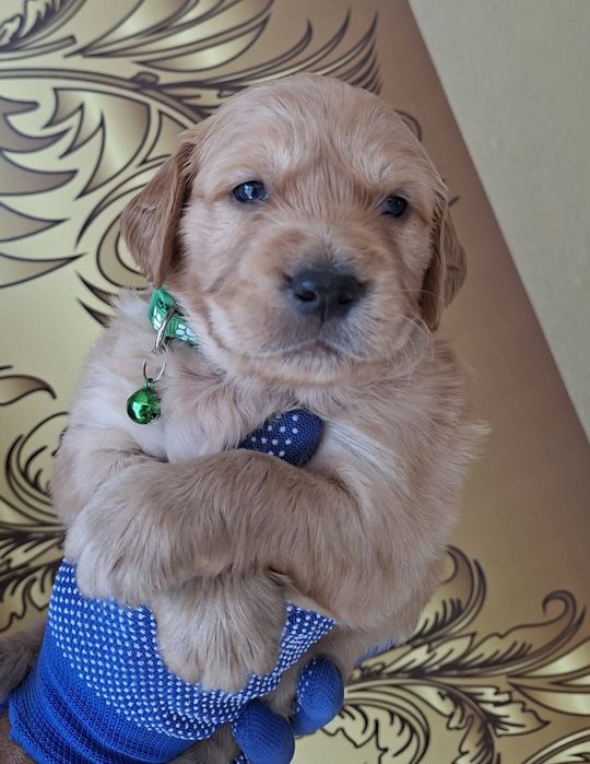 Golden Retriever Piesek złoty