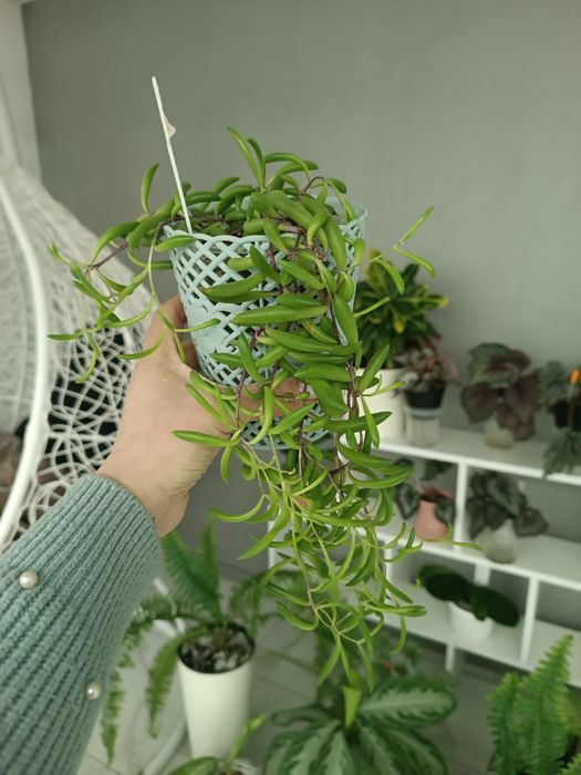 Продам хойї та хрестовники