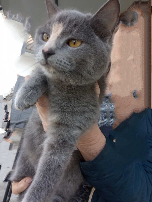 Стерилізовані сіренька