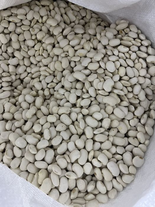 Квасоля  Бандоля