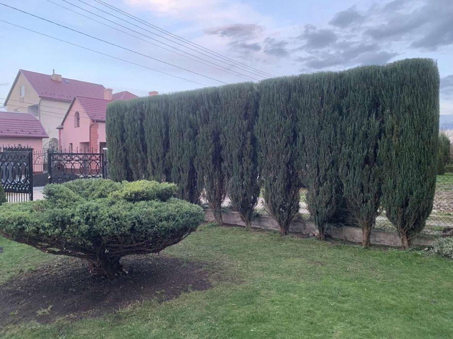 Стрижка туй, стрижка живоплоту, стрижка рослин, садівник, ландшафтний