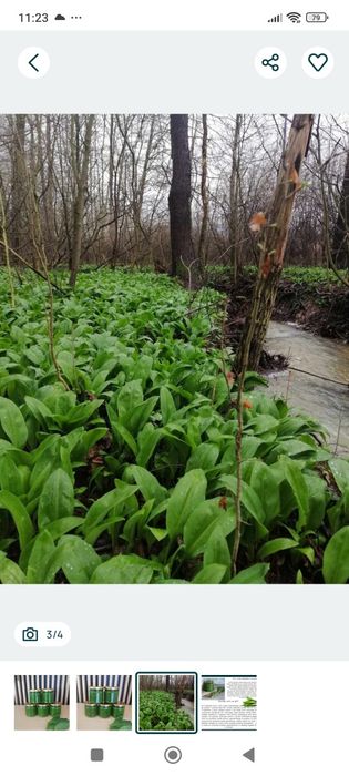 Pesto z czosnku niedźwiedziem 2026r
