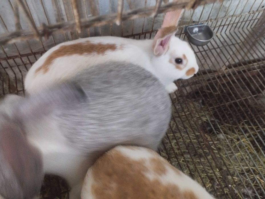 Coelhos (grandes, médio e pequeno) boa qualidade