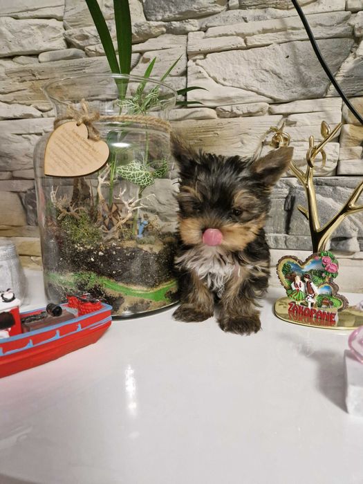 Yorkshire Terrier Piesek!!