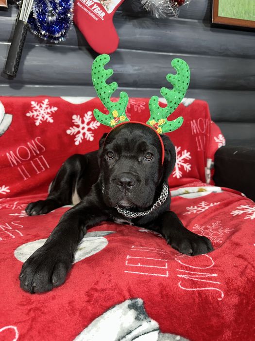 Чорна пантера дівчинка 2,5м кане-корсо