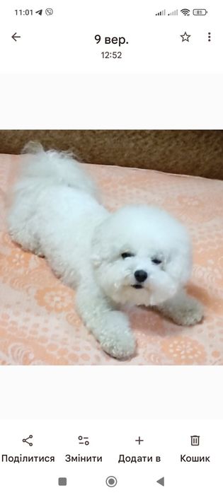 Дівчатка-бішончики