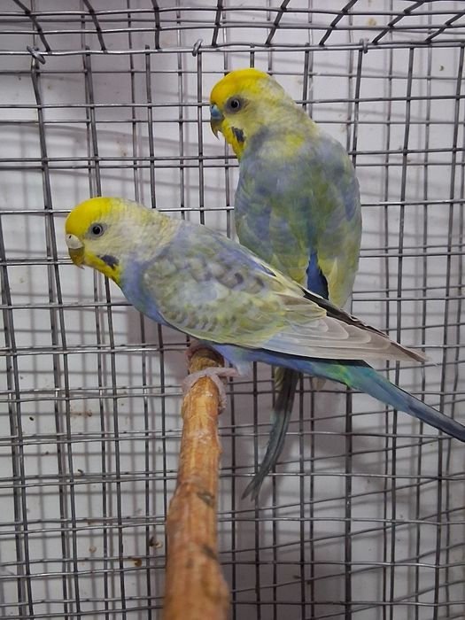 2 casalinhos de piriquitos arco íris