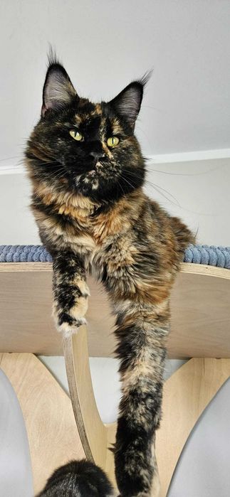 Kotka Maine Coon INKA