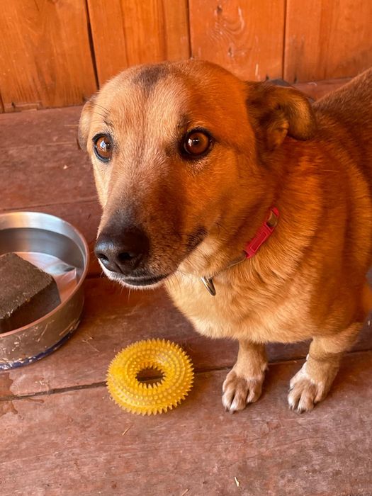 Pikuś - mądry piesek do adopcji