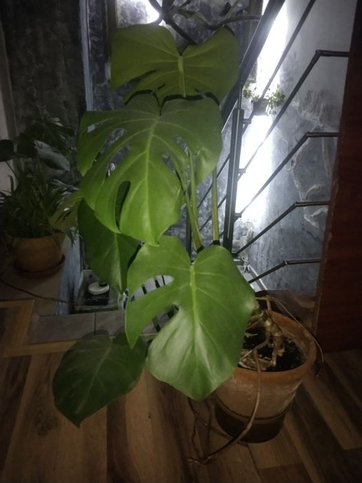 Kwiaty doniczkowe zadbane