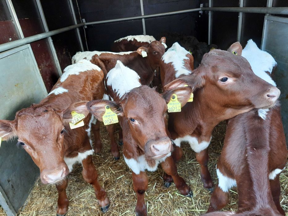 Byczki Barcin i okolice