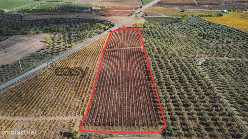Vinha Com 1,87 Hectares Na Vidigueira Para Venda