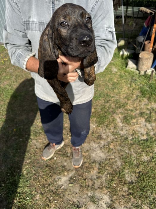 Posokowiec Szczeniak