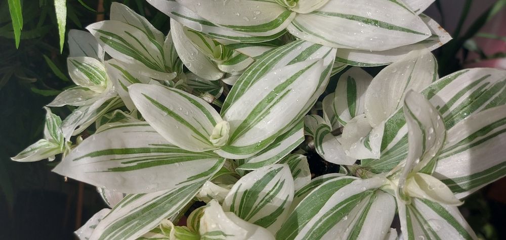 Білосніжна кустова традесканція