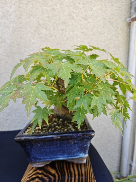 Pré-Bonsai Acer Palmatum Yamamomiji
