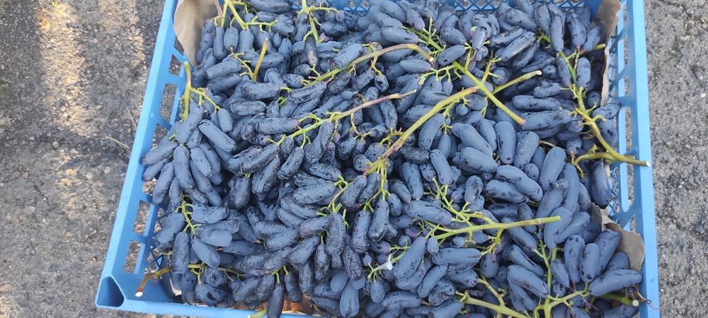 Виноград Аватар (Свит Сапфир)