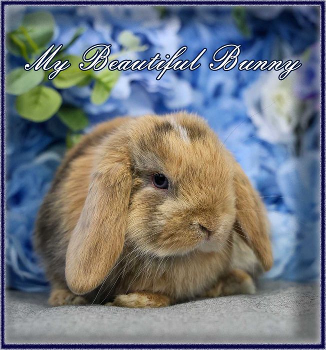 Młody Krolik Mini Lop - Harlequin