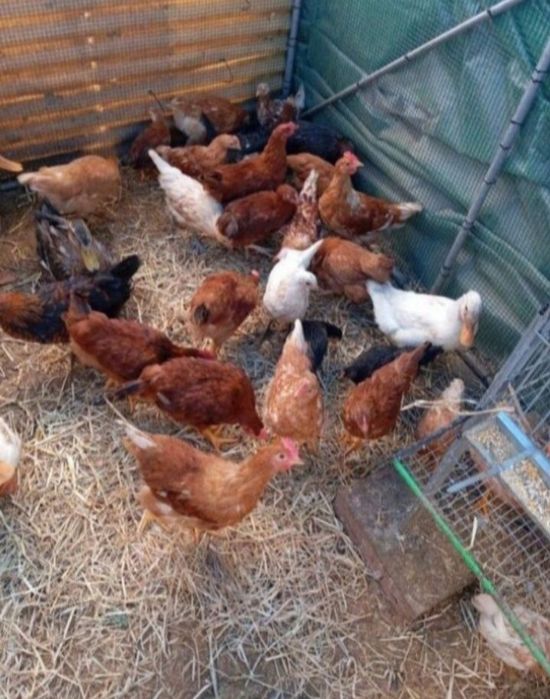 Ovos galados de galinhas mestiças (coquichas)