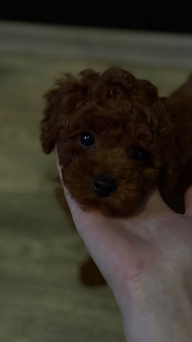 Кукляш Toy poodle, насыщенно темный Red Brown, Китай