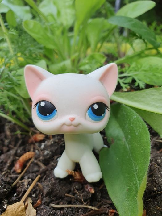 Lps 64 littlest pet shop bialy kotek shorthaired