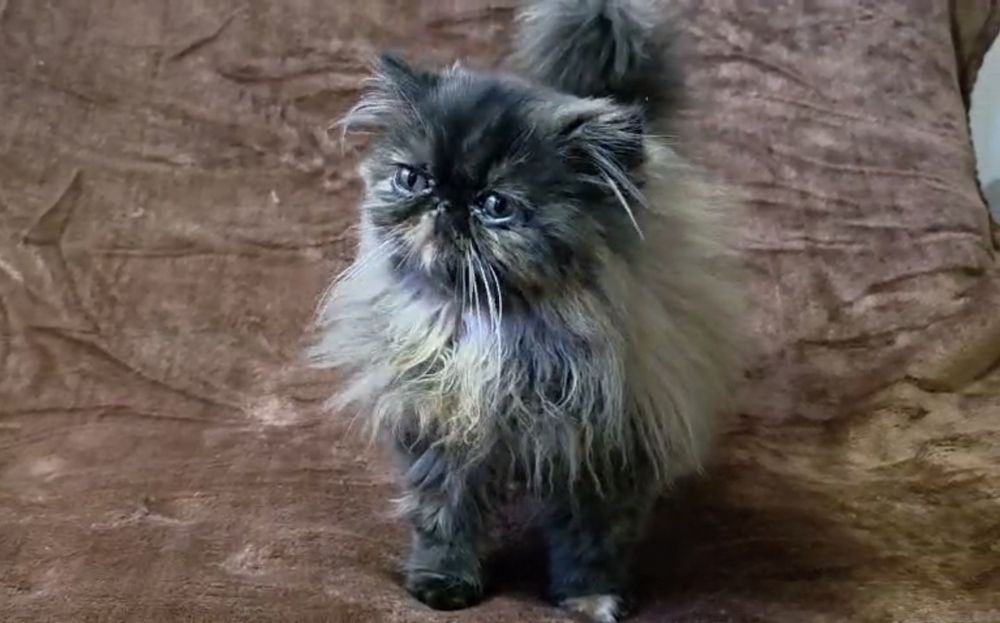 Persa fêmea tartaruga