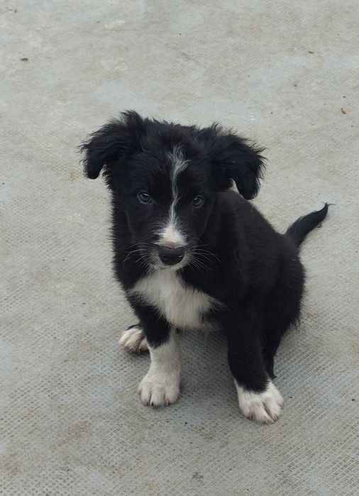 Border collie macho