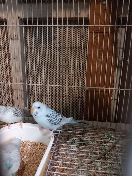 Vendo periquitos novos