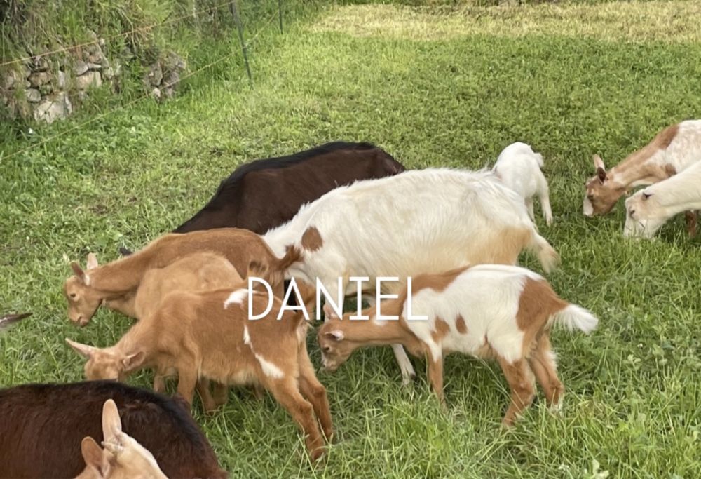 Cabritos de otima qualidade