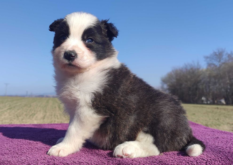 Rasowy Pies Border Collie - TOMI z pełną dok. z hodowli do odbioru
