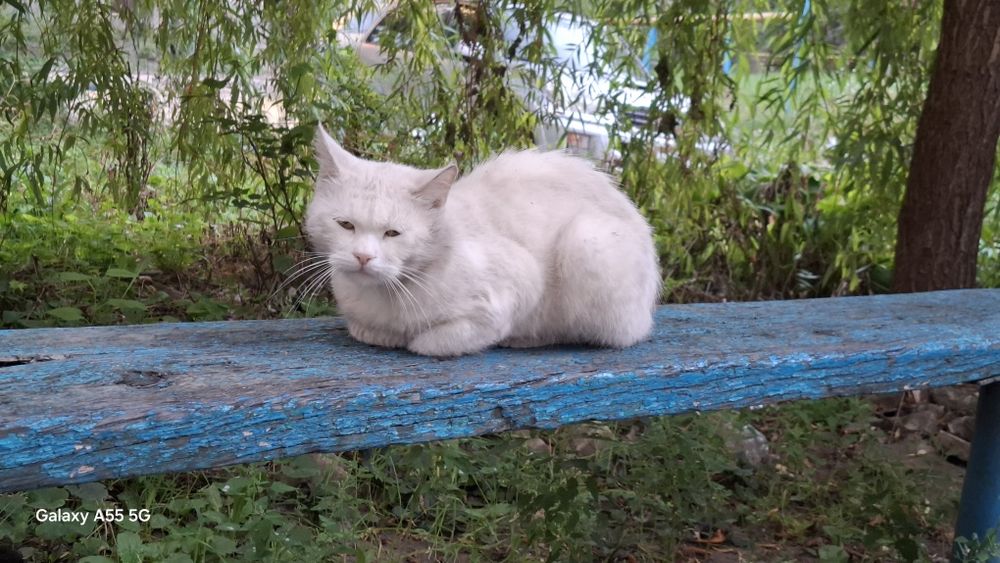 Молодий котик шукає родину бо його залишили в прифронтовому місті