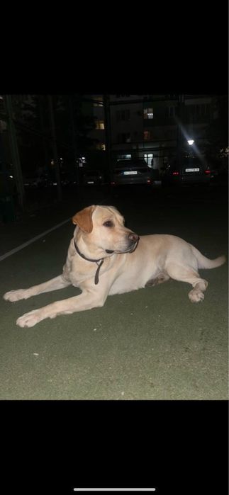 Предлагаю Вязка кабель