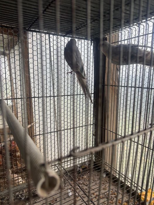 Vendo casal red ramp