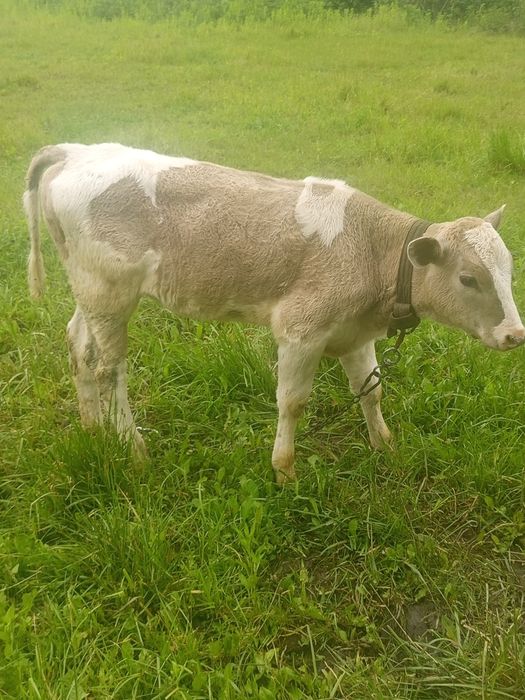 Продається тільна два місяці  коровка і теличка всі питання  по телефо