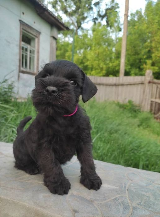 Цвергшнауцер цуценята чорного забарвлення