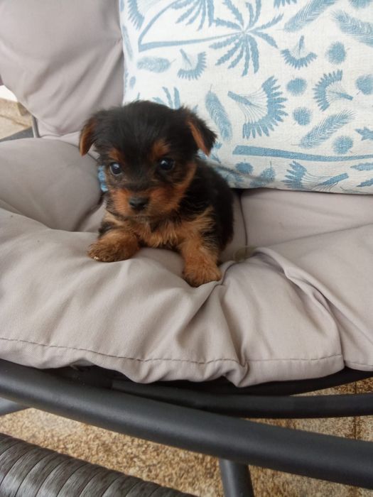 Yorkshire Terrier macho