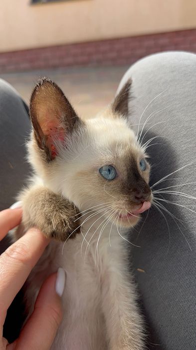 Сіамські котики.