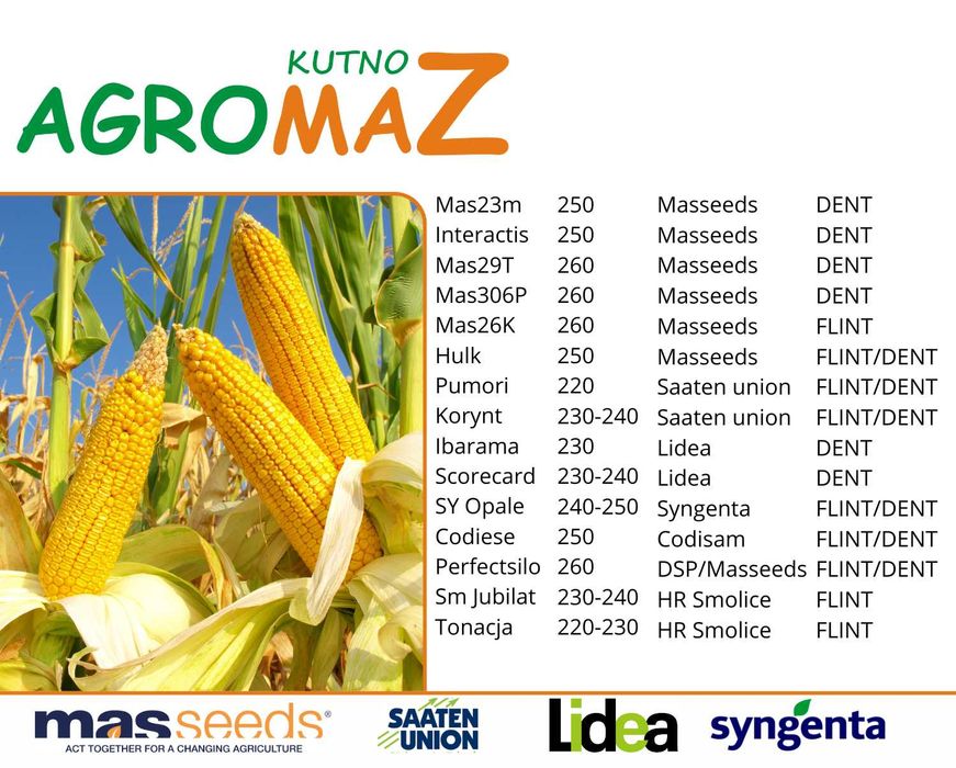 Materiał siewny kukurydzy – Lidea, Syngenta, MAS Seeds, HR Smolice