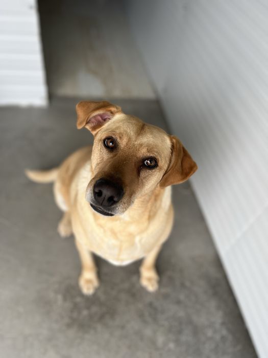 Pipoca- xLabradora para Adoção!