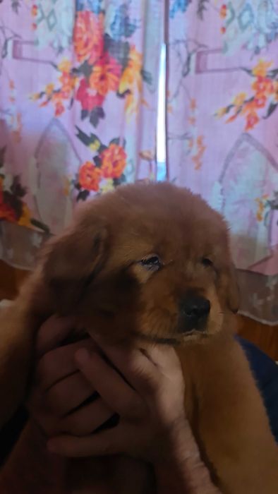 Тибетський мастиф