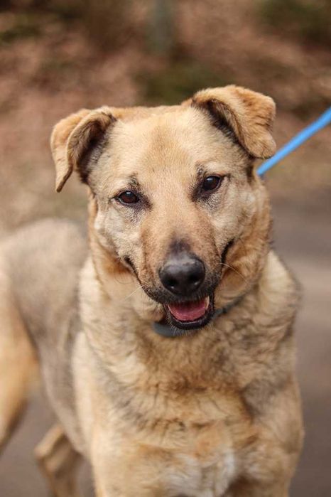 PIĘKNY, większy, super psiak - wpatrzony w człowieka - pokochaj
