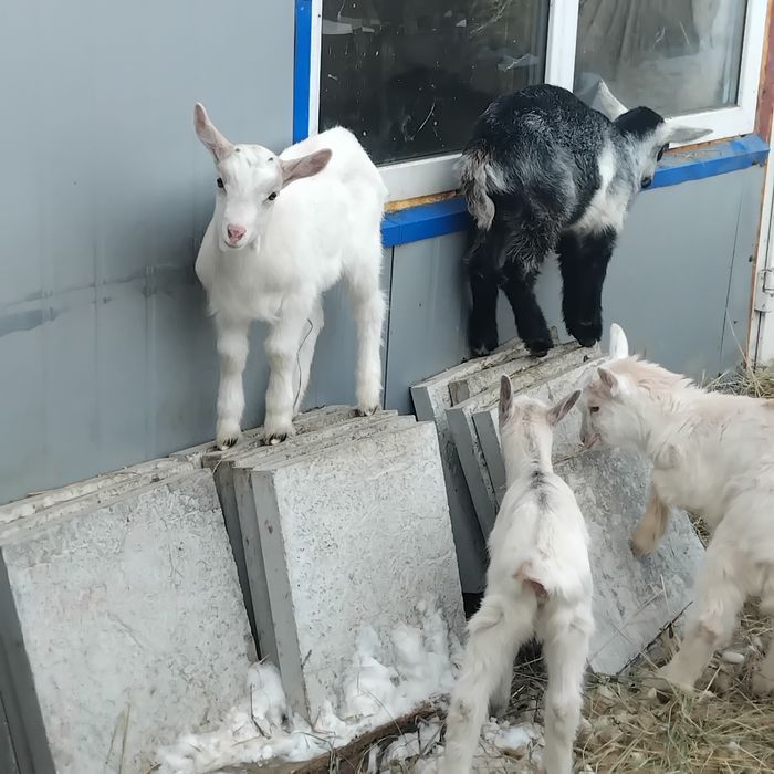 кізочки вік 2 місяці